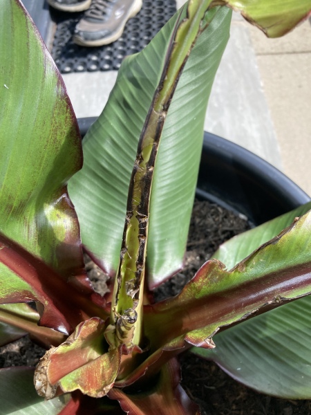 What’s wrong with my Ensete Maurelli Banana Plant? 