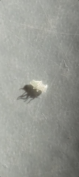 Bug ID