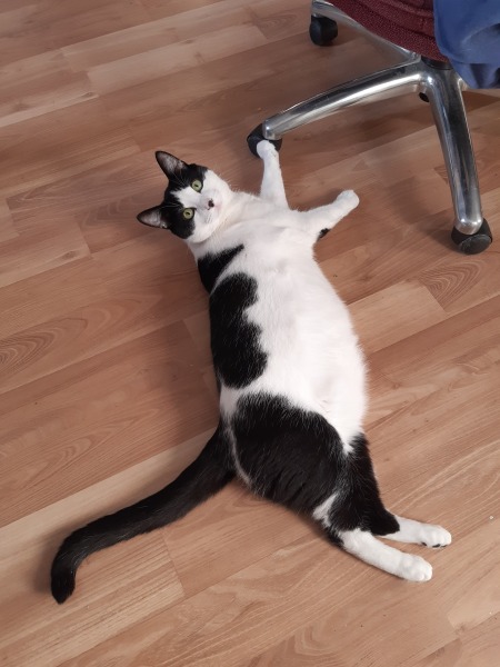 A Very Great Quantity Of Excellent Cats