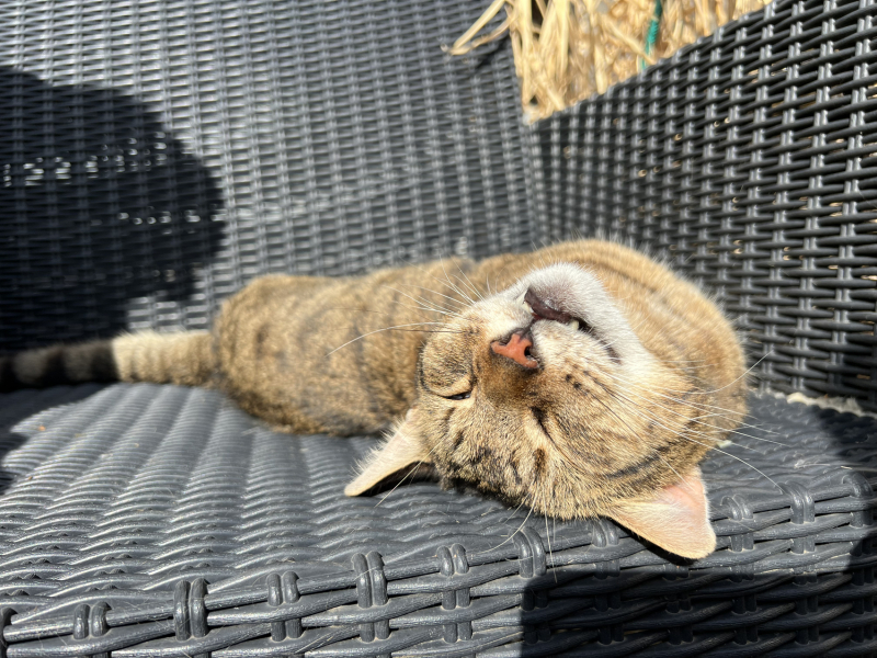 Thug cat part 5 - For he will not do destruction, if he is well-fed, neither will he spit without provocation.