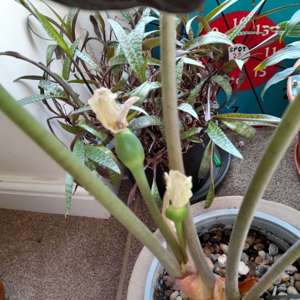 Elephant ear in trouble!