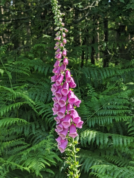 Pamela thread 3 - Bile Duct Cancer, off to London! 