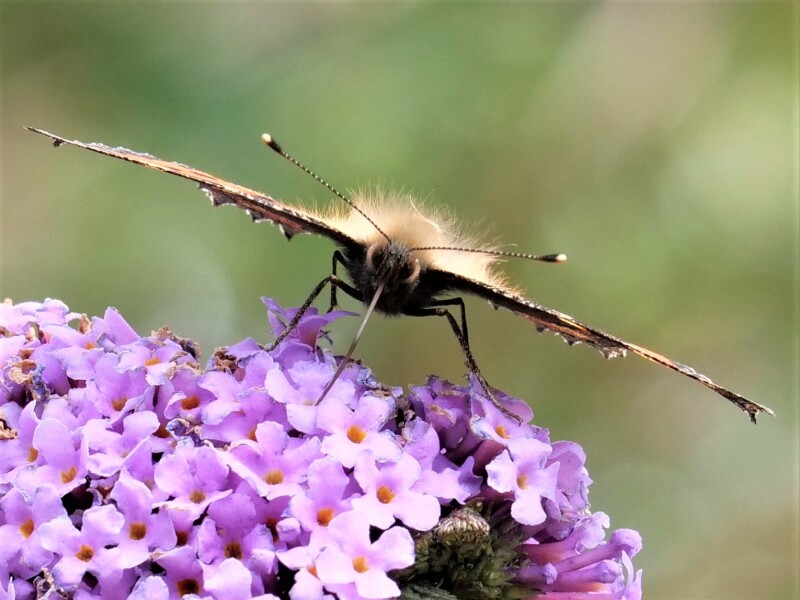 Thread 47- Covid GCSE Cohort - Summer's running away from us! 