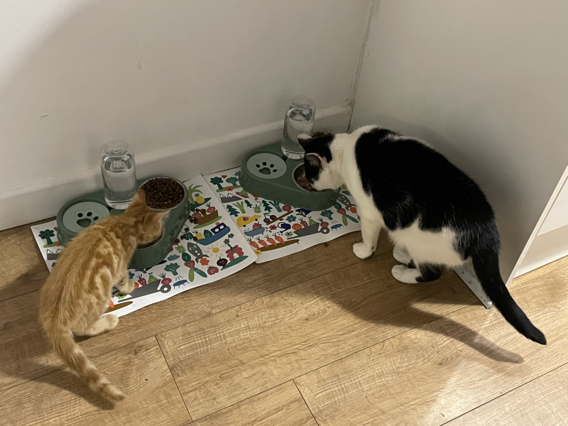 A Very Great Quantity Of Excellent Cats