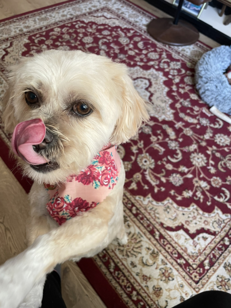 Tell me something lovely about your dog.