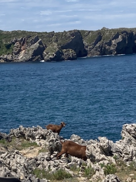 The Saxenda Sisterhood 