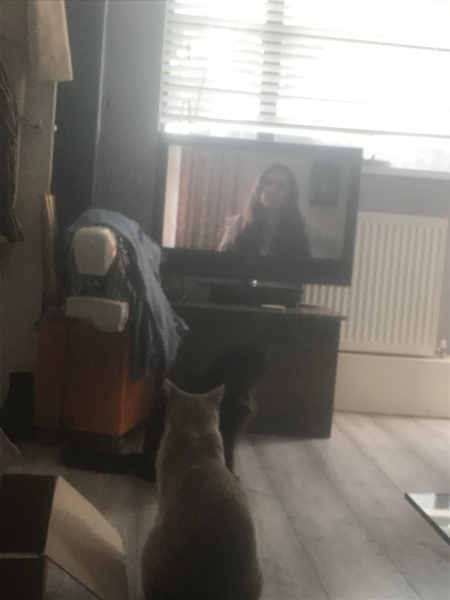 A Very Great Quantity Of Excellent Cats