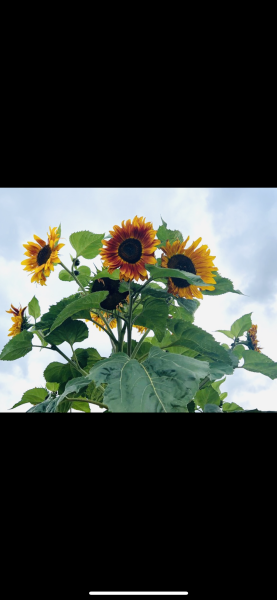 Pamela thread 5 - Bile Duct Cancer, chemo begins