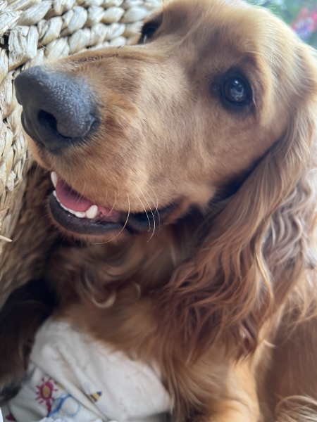 Pamela - Bile Duct Cancer, thread 4, London has given me a chance! 