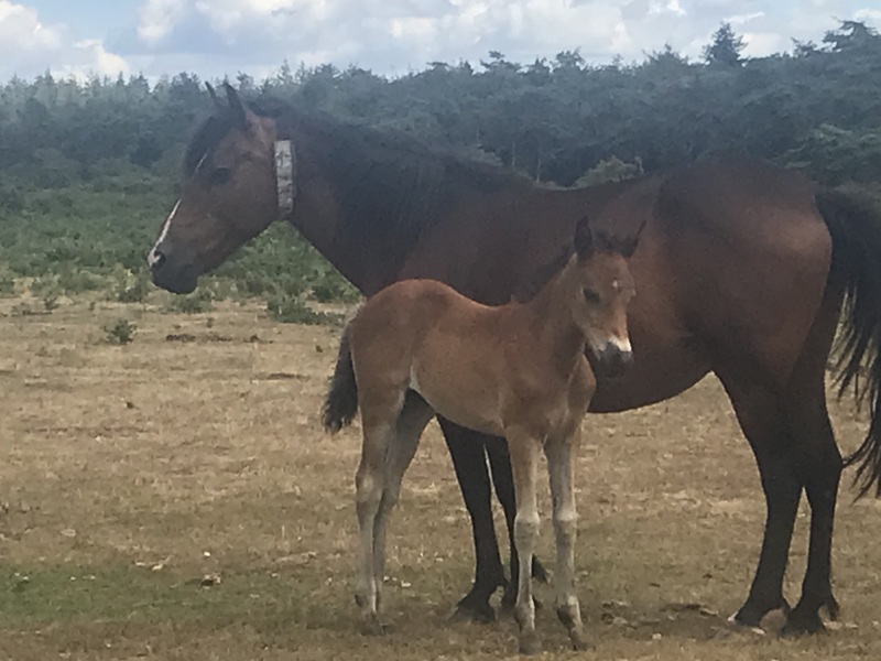 Pamela thread 5 - Bile Duct Cancer, chemo begins