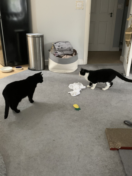 A Very Great Quantity Of Excellent Cats