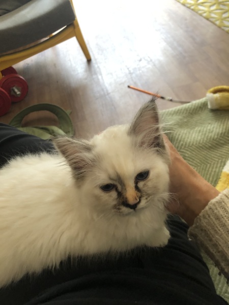 Has anyone’s cat had bad flu, please?