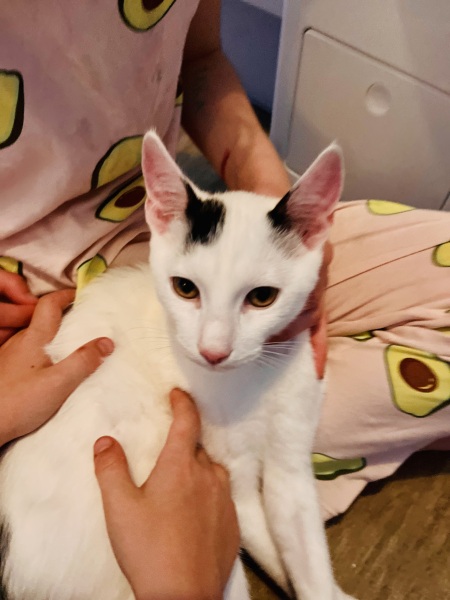 Help me find a (close) replacement kitten for DS