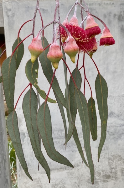 Pamela thread 3 - Bile Duct Cancer, off to London! 