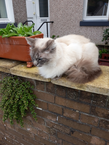 A Very Great Quantity Of Excellent Cats