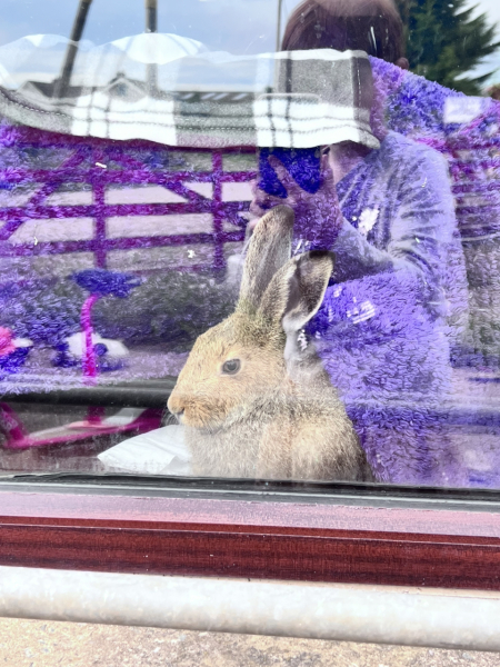 Trusting gosling rescued (with photo)