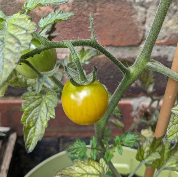 The Vegetable Patch Mark 2