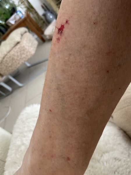 Puppy survival thread part 2