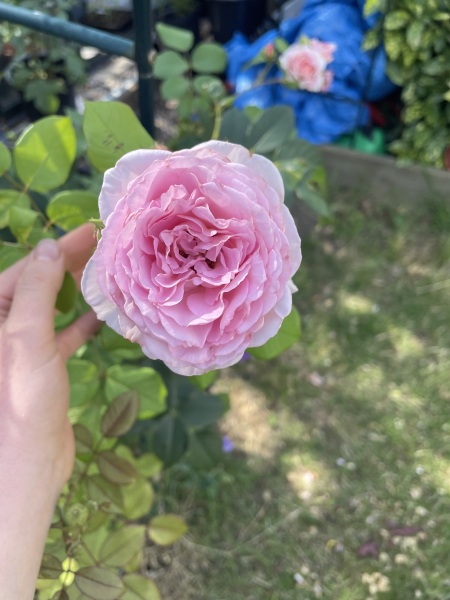 Pamela - Bile Duct Cancer, thread 4, London has given me a chance! 