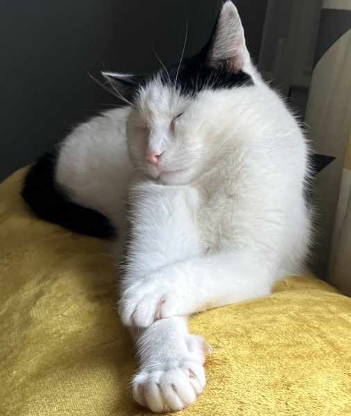 Pamela thread 5 - Bile Duct Cancer, chemo begins