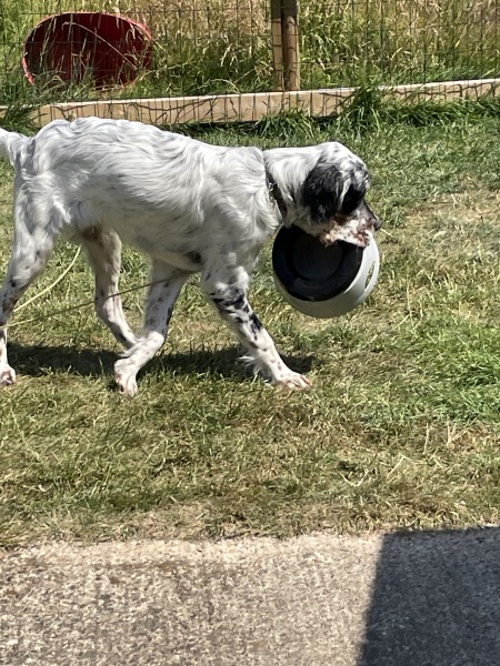 Puppy survival thread part 2