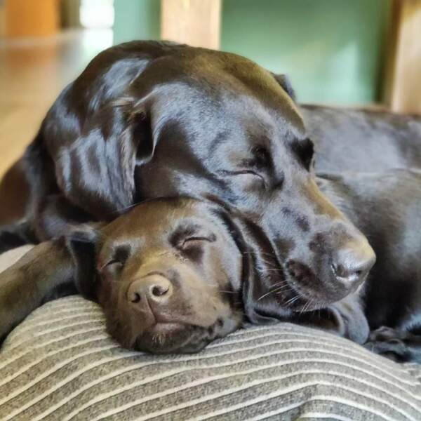 A breed similar in temperament to a labrador… but without the shedding