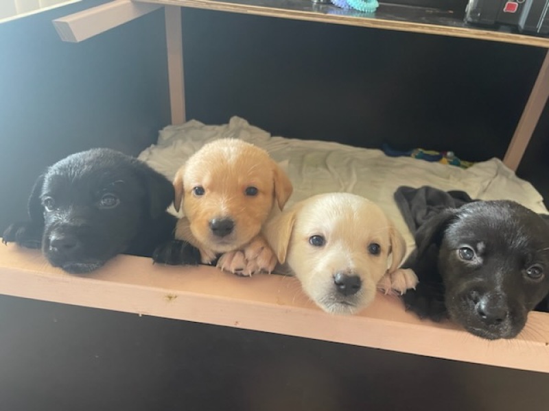 Pamela - Bile Duct Cancer, thread 4, London has given me a chance! 