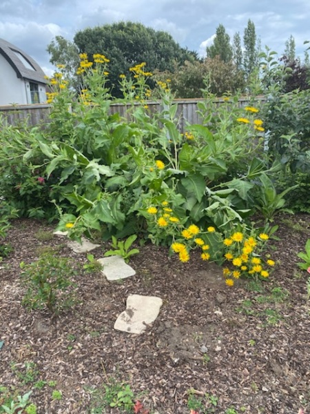 What have you done in the garden today? Part 2
