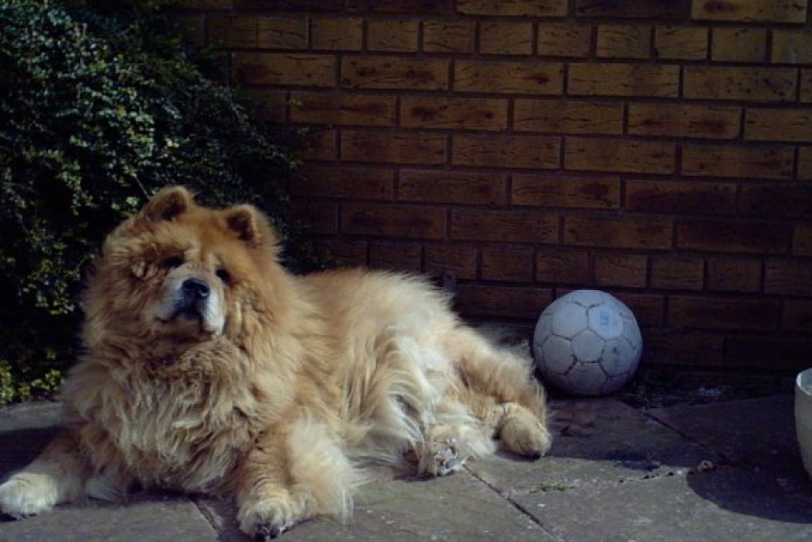 Does anyone have a chow chow?