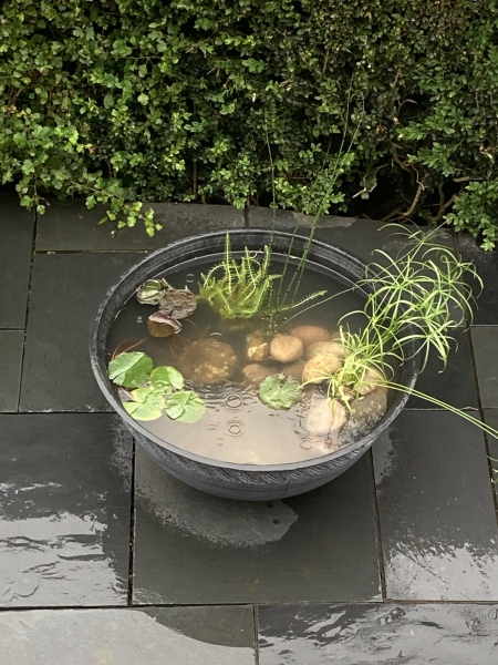 What have you done in the garden today? Part 2