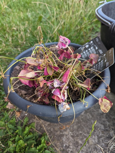 Can I revive this oxalis?