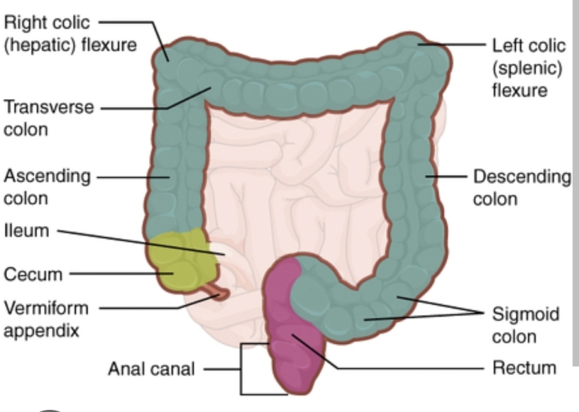 Colonoscopy results can anyone make sense of these 
