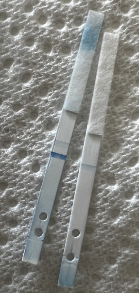 Pregnancy Test