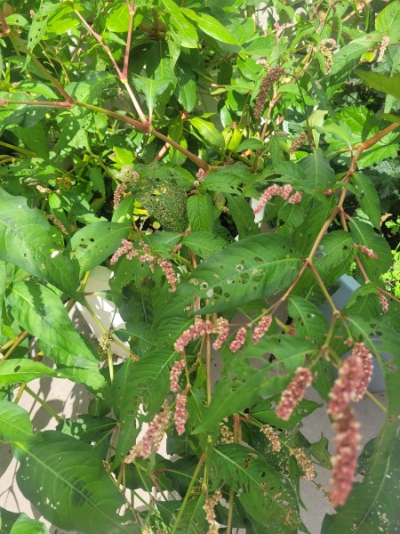 Is this a weed?