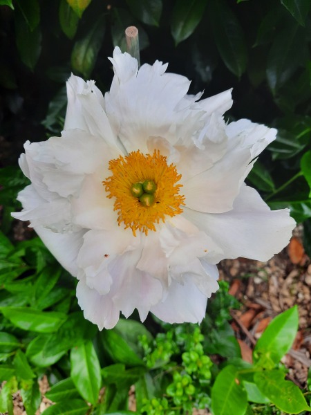 Pamela thread 5 - Bile Duct Cancer, chemo begins