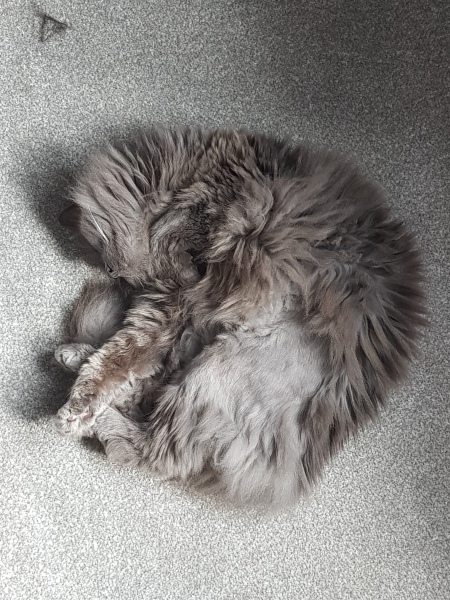 A Very Great Quantity Of Excellent Cats
