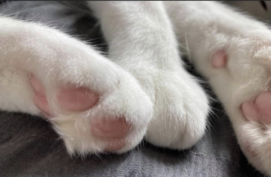 Pamela thread 3 - Bile Duct Cancer, off to London! 