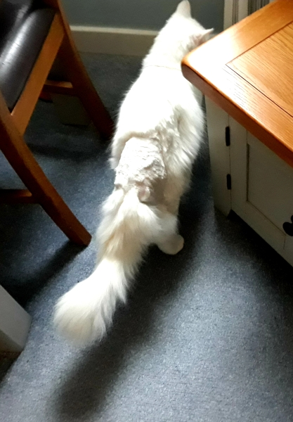 A Very Great Quantity Of Excellent Cats