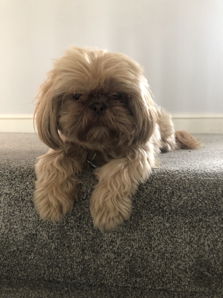 Pamela thread 5 - Bile Duct Cancer, chemo begins