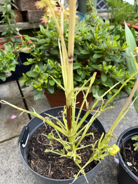 What have you done in the garden today? Part 2