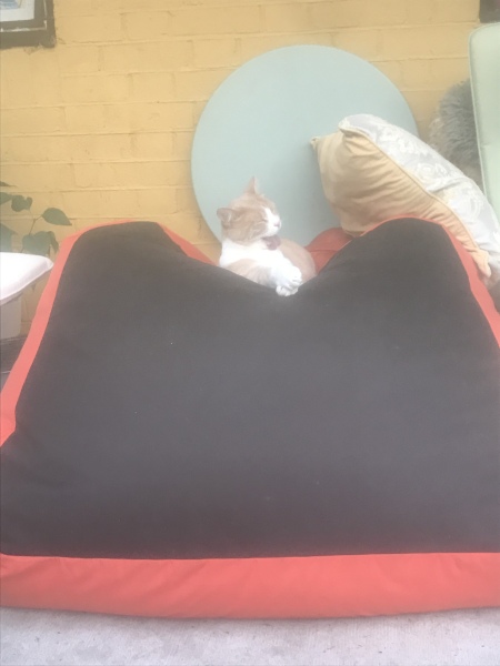 A Very Great Quantity Of Excellent Cats