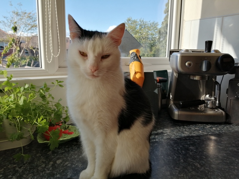What is one thing you love about your cat?