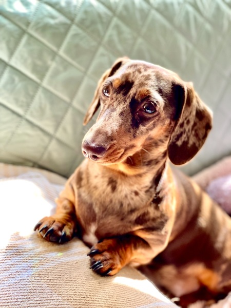 Spaying my female dachshund