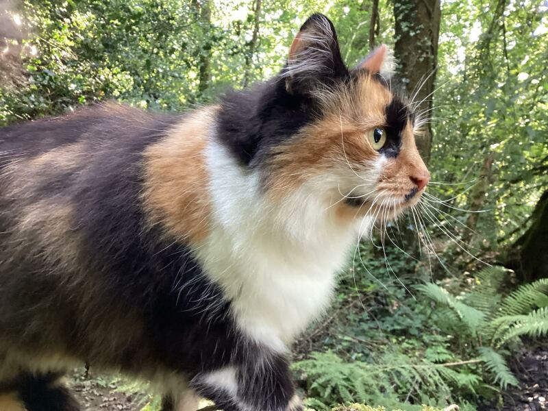 Thread 8 - TalkLair: “Brewing Russell's teapot” 