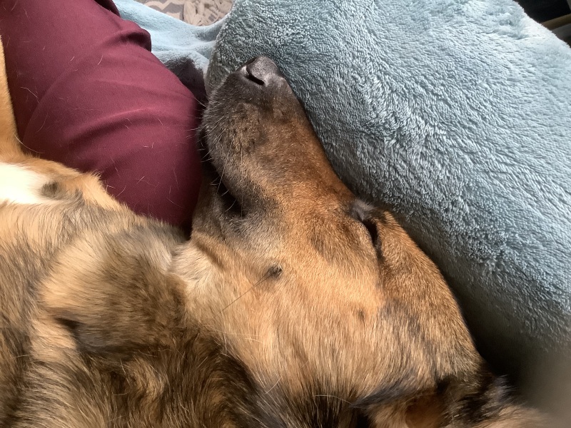 Tell me something lovely about your dog.