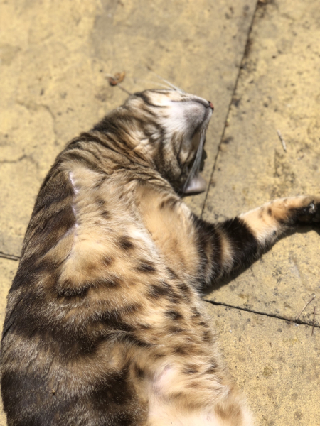 Pamela - Bile Duct Cancer, thread 4, London has given me a chance! 