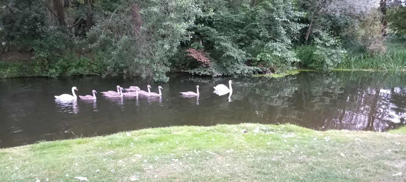 Pamela thread 5 - Bile Duct Cancer, chemo begins