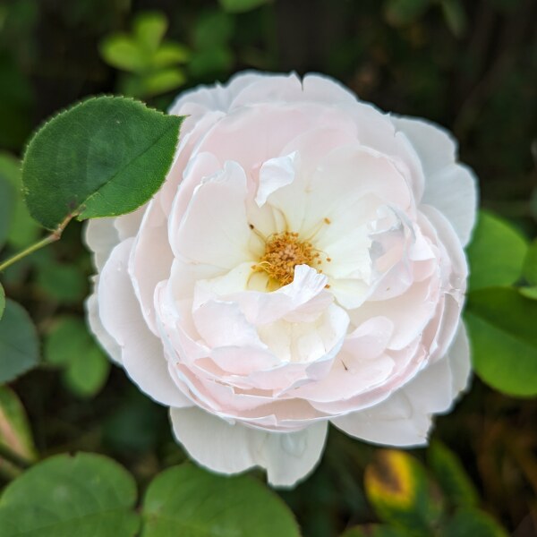 Pamela - Bile Duct Cancer (last thread pancreatic and liver)