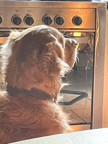 Tell me something lovely about your dog.
