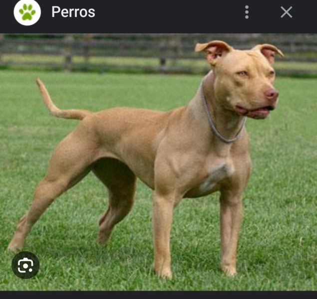 Protecting kids from dogs